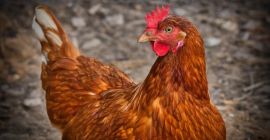Sprzedam kury nioski – 8 zł sztuka Kury 2-letnie.