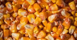 Firma Ukraine Agriculture oferuje ZIARNA KUKURYDZY Z naszą dostawą