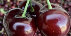 Sprzedam Bigaro Burlat i Van Cherry - super jakość.