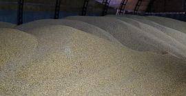 Sprzedam ziarno kukurydzy 13,5% wilgotność 2000 ton