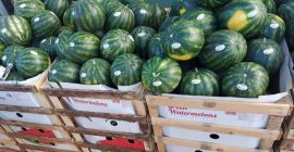 Świeży arbuz i melony.