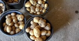 Sprzedam młode ziemniaki Reviera, pakowane na zamówienie. Kontakt w