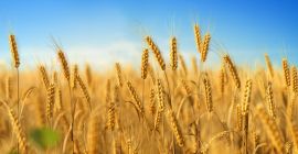 DOSTAWA W LATACH 2023-2028 - TO CENA PRODUKCJI -