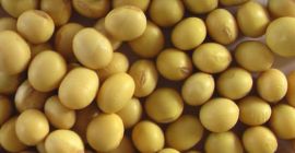 Oferujemy najwyższej jakości nasiona soi bez GMO. Jesteśmy jedną