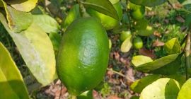 Mniej nasion świeżej cytryny z Bangladeszu 10-15 szt. w