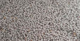 Our company is ready to offer supplies of pea