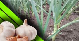 Furculesti Organic Farm oferuje czosnek uprawiany w ekologicznym i