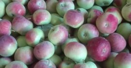 Witam, sprzedam jabłka odmiany Piros, Paulared, Delikates, jabłka czyste