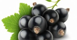 Dzień dobry, sprzedam ładną, dużą aronię zrywaną w sposób