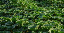 Ekologiczna dynia Hokkaido (Uchiki Kuri Red). Ilości hurtowe. Cena