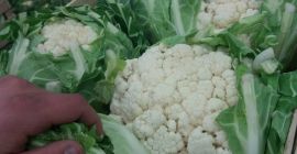 Sprzedam ostatnie 2500 szt. kalafiora. Atrakcyjna cena. Odbiór osobisty