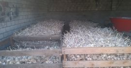Sprzedam zimowy czosnek harnaś wstępnie posortowany od 4cm wxwyż