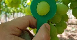 Sprzedam winogrona, kraj pochodzenia Grecja, opakowanie skrzynka 7 kg