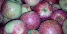 Mam do sprzedania 100 skrzyń Pirosa. Jabłko ładnie wybarwione,