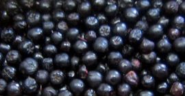 Sprzedam owoce aronii z upraw konwencjonalnych i przejściowych. Aronia