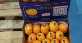 Mamy w magazynie cytryny, limonki, cytrusy, ładunek kontenera do