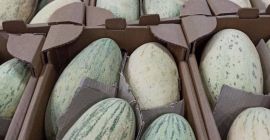 Sweet ecologic melons from Uzbekistan. Export time : From