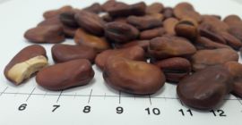 Sprzedam bób - przeznaczenie na karmę dla zwierząt Opakowanie: