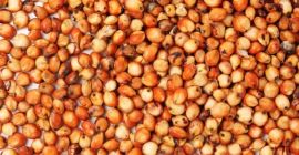 Sprzedam kukurydzę, rzepak, sorgo, słonecznik od 20 ton