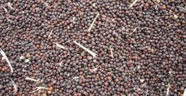 Sprzedam kukurydzę, rzepak, sorgo, słonecznik od 20 ton