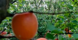 Sprzedam morele różnej jakości w sprzedaży detalicznej i hurtowej.