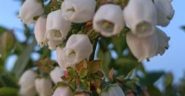 Witam, szukam stałego odbiorcy borówki amerykańskiej, dziennie 300 kg,