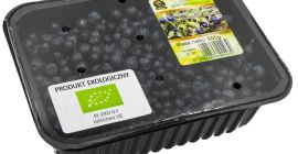 Sprzedam w sezonie 2022 jagody leśne. Tel: +48 600692824;