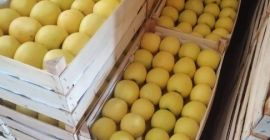 Sprzedam jabłka wszystkich odmian. Gotowe od września. Aby uzyskać
