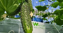 Czyste i bezpieczne warzywa / Uprawiane w naszym nowoczesnym