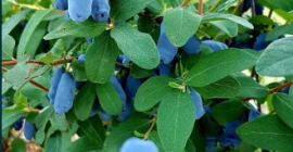 Nawiąże współpracę na sezon 2022 Sprzedam owoce Jagody Kamczackiej