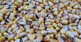 Sprzedam 2021 ziarno pionierskie zboże aquamax ilość 50 ton