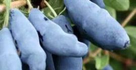 Sprzedam owoce jagody kamczackiej. Owoce są lekko kwaśne, ale