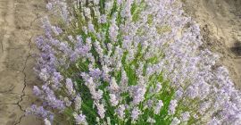Cześć Jesteśmy rodzinną farmą lawendy w Rumunii i z