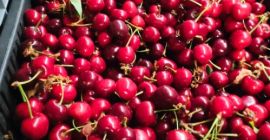 Sprzedam wiśnie bezpośrednio od producentów z Węgier