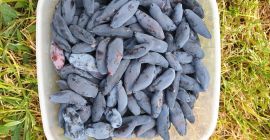 Sprzedam jagodę kamczacką, cena za 1 kg = 15