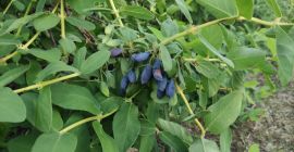 Sprzedam jagode kamczacka zbiór ręczny duży owoc . Zbieramy