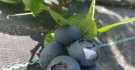 Sprzedaj Blueberry Duke więcej informacji pod numerem +40 765344899