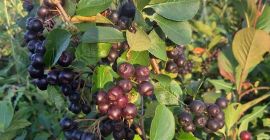 100% Organiczna Aronia Melanocorpa!