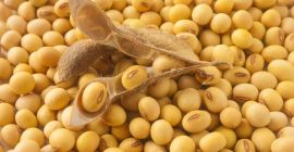 Soja GMO pochodzenia z Ukrainy, Wilgotność do 12%, Białko