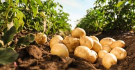 Kupię ziemniaki w dużych ilościach. 30-50 ton miesięcznie.