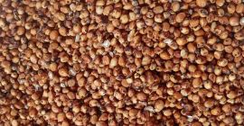 Oferujemy sorgo czerwone, 232 m, zlokalizowane w południowo-zachodniej części