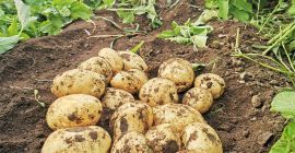 Sprzedam młode ziemniaki, okręg Galati, gmina Vânători 0740220114 său