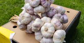 Witam,w sprzedaży świeży czosnek Harnaś. Kaliber 5,5-6cm. Zapraszam do
