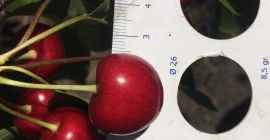 Sprzedam wiśnie kaliber 26+, Rep. Mołdawia, ilość 20-25t, nie