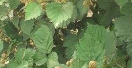 Ekologiczne jeżyny najwyższej jakości od 15 o7