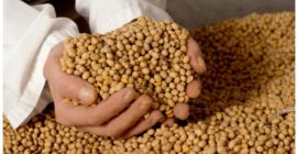 soja (gmo, non-gmo) jest oferowana na eksport. Cena podlega