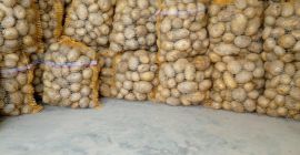 Sprzedam ziemniaki jadalne pakowane po 15kg lub pod specjalne