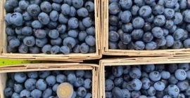 Witam, Oferuję sprzedaż borówki amerykańskiej zbieranej ręcznie z własnej