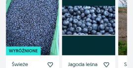 Jagoda leśna ręcznie zbierana