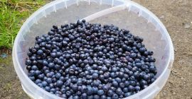 Kaufen Waldbeeren, handverlesen. In Gubin, Polen (10 km von